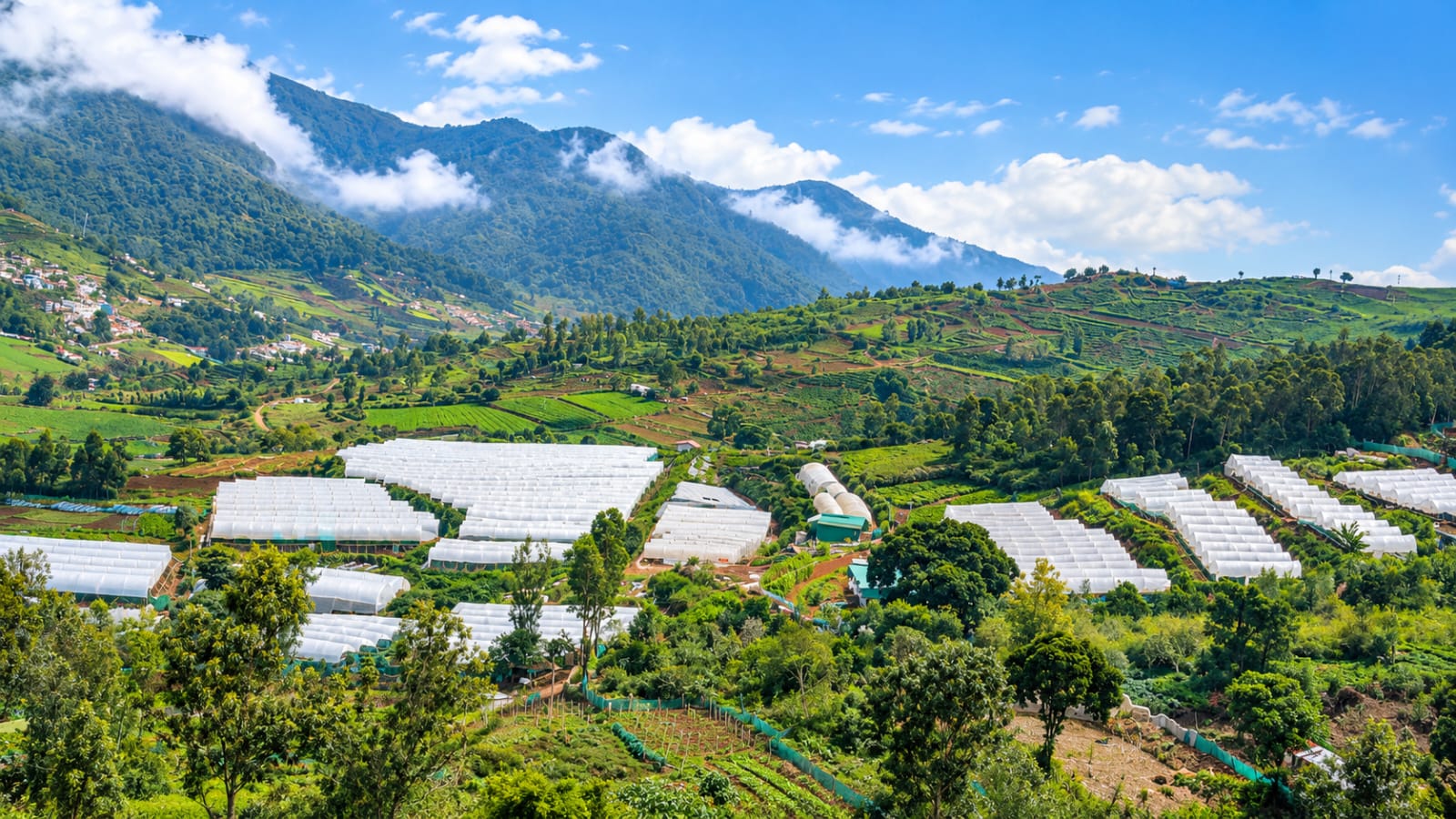 Polyhouses across the Nilgiris hills at Plantopia Farms