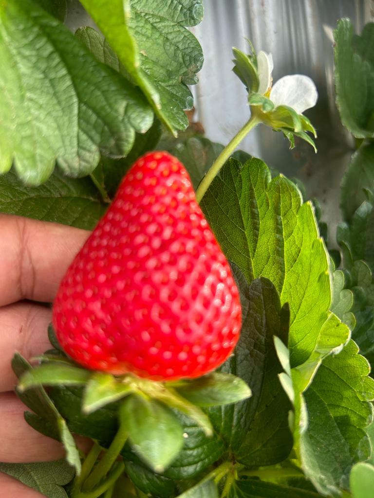 Strawberry recipe ingredients