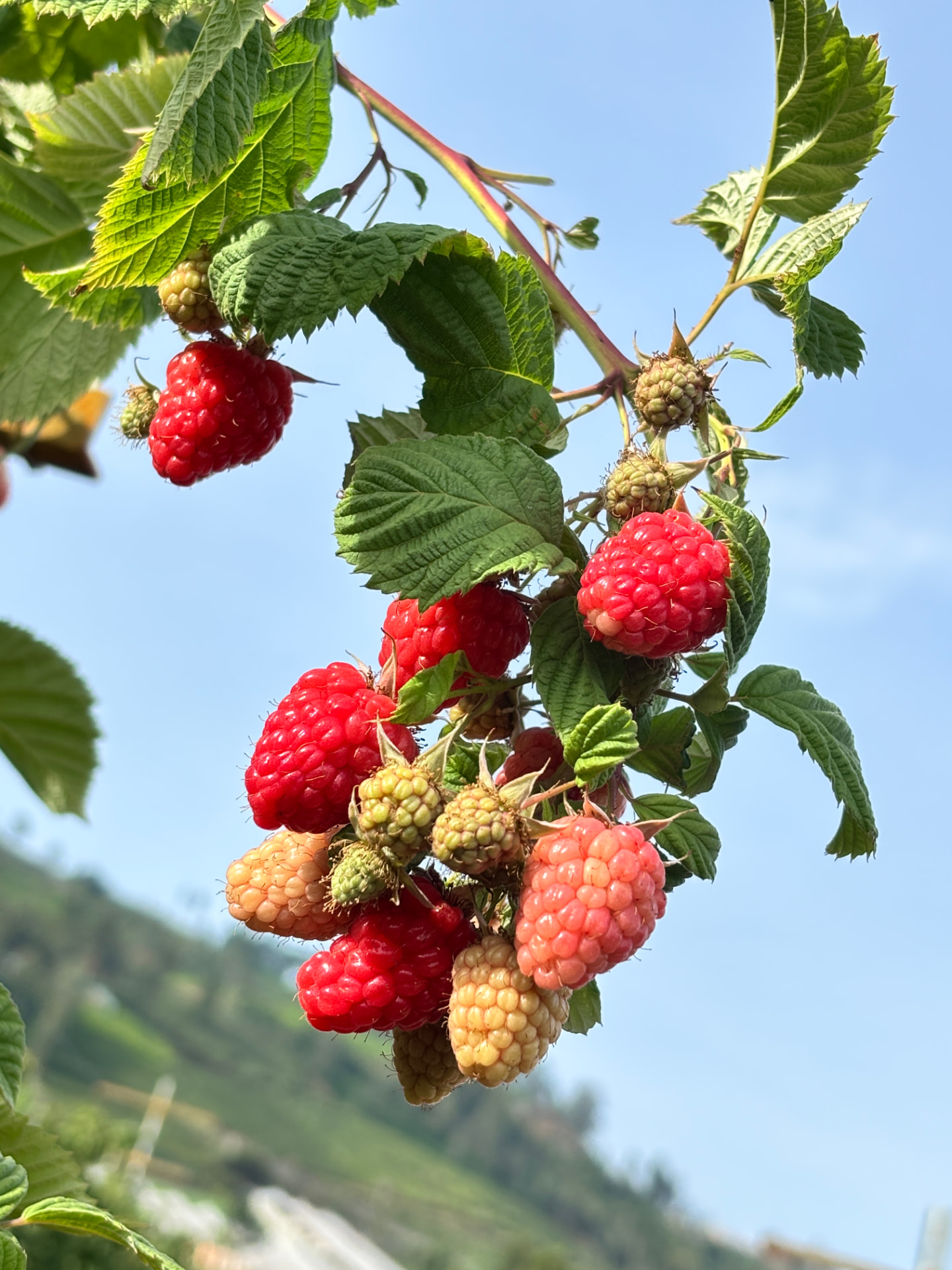 Raspberries on the cane