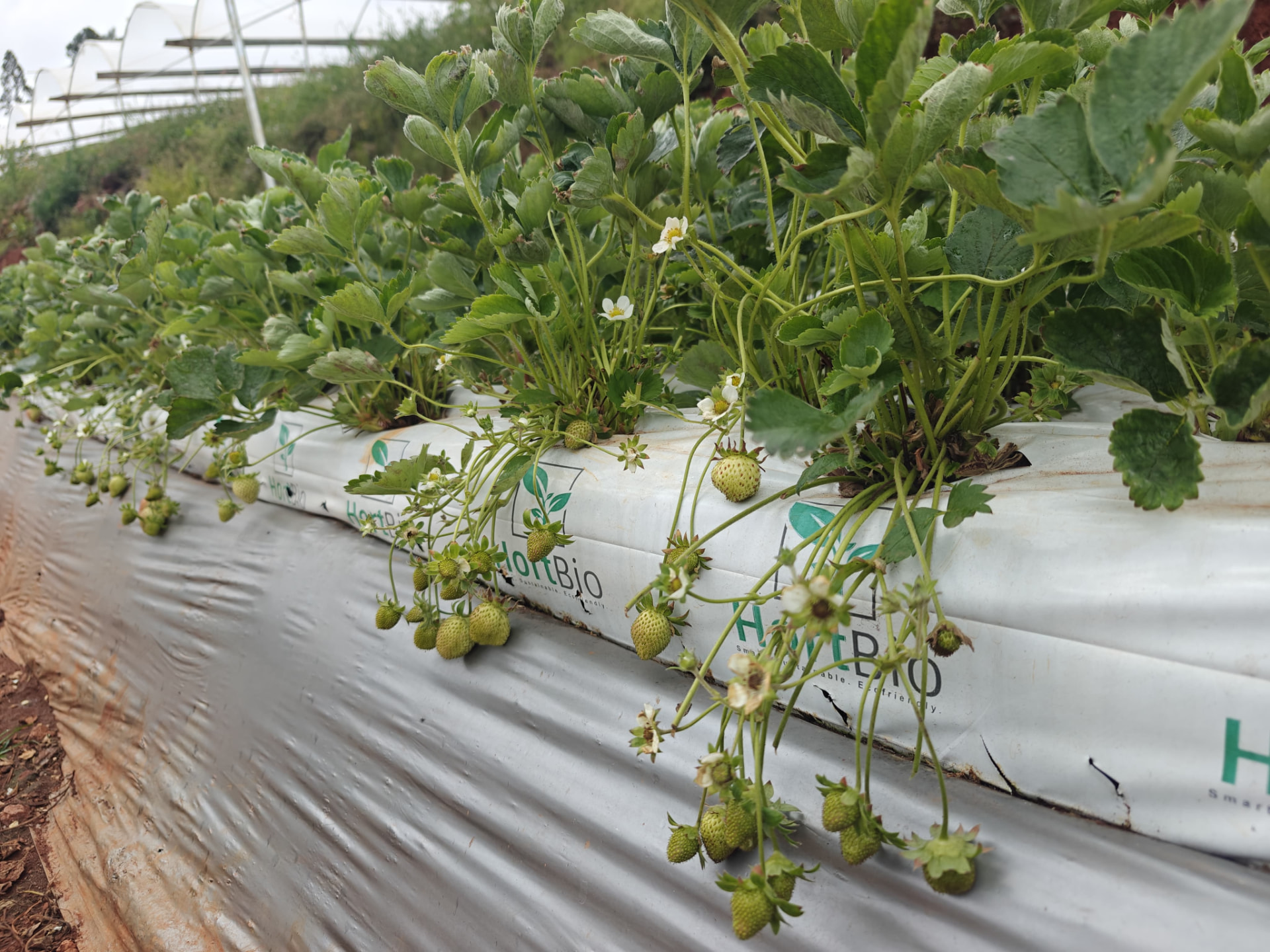 Strawberry rows in the polyhouse