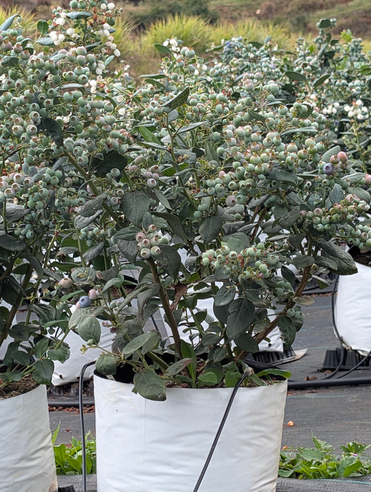Blueberry plants in grow bags